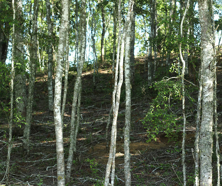 Somos conscientes de la realidad innegable de querer vivir en la naturaleza